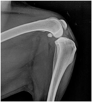 Homing of radiolabelled xenogeneic equine peripheral blood-derived MSCs towards a joint lesion in a dog